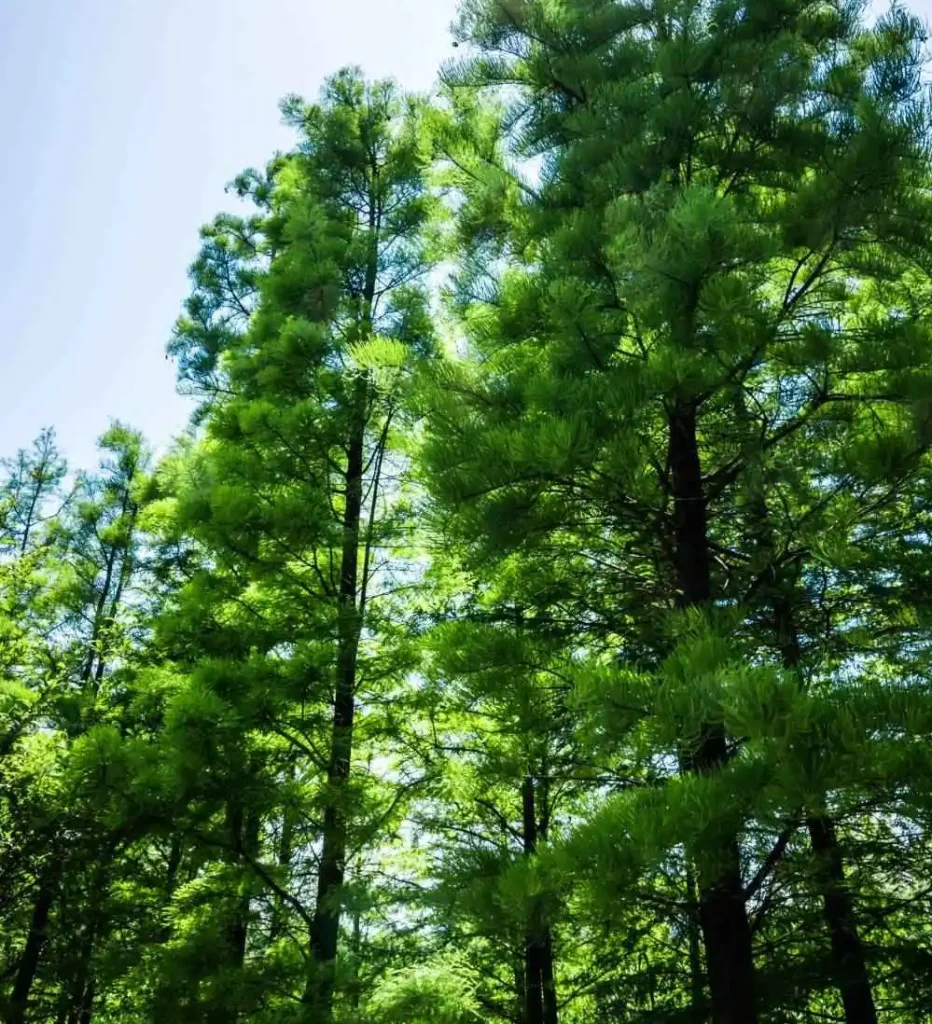 Hohe grüne Bäume mit üppigem Laub in einem Wald unter einem klaren blauen Himmel